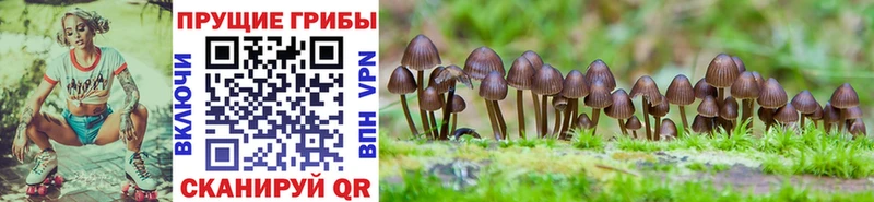 Псилоцибиновые грибы Psilocybe Муром